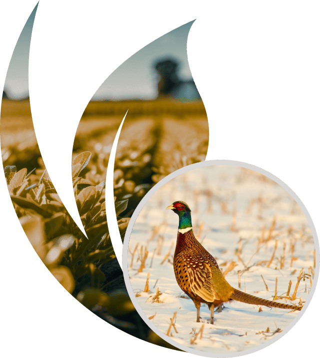 Local Conservation | Kandiyohi County Pheasants Forever